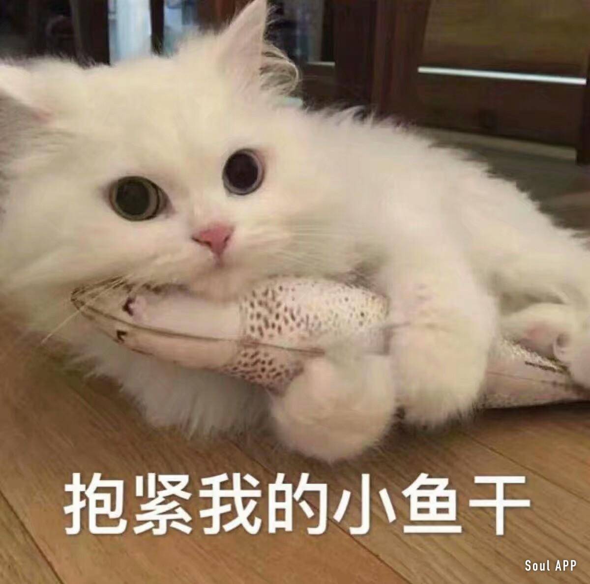 分享一波高糊表情包 喵咪 熊猫头 gif 金馆长 斗图 文字系列 厉害了