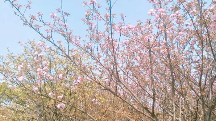 3月28日 14:11   关注  湖南科技大学樱花园 评论 收藏