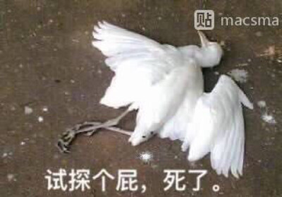 试探个屁,死了