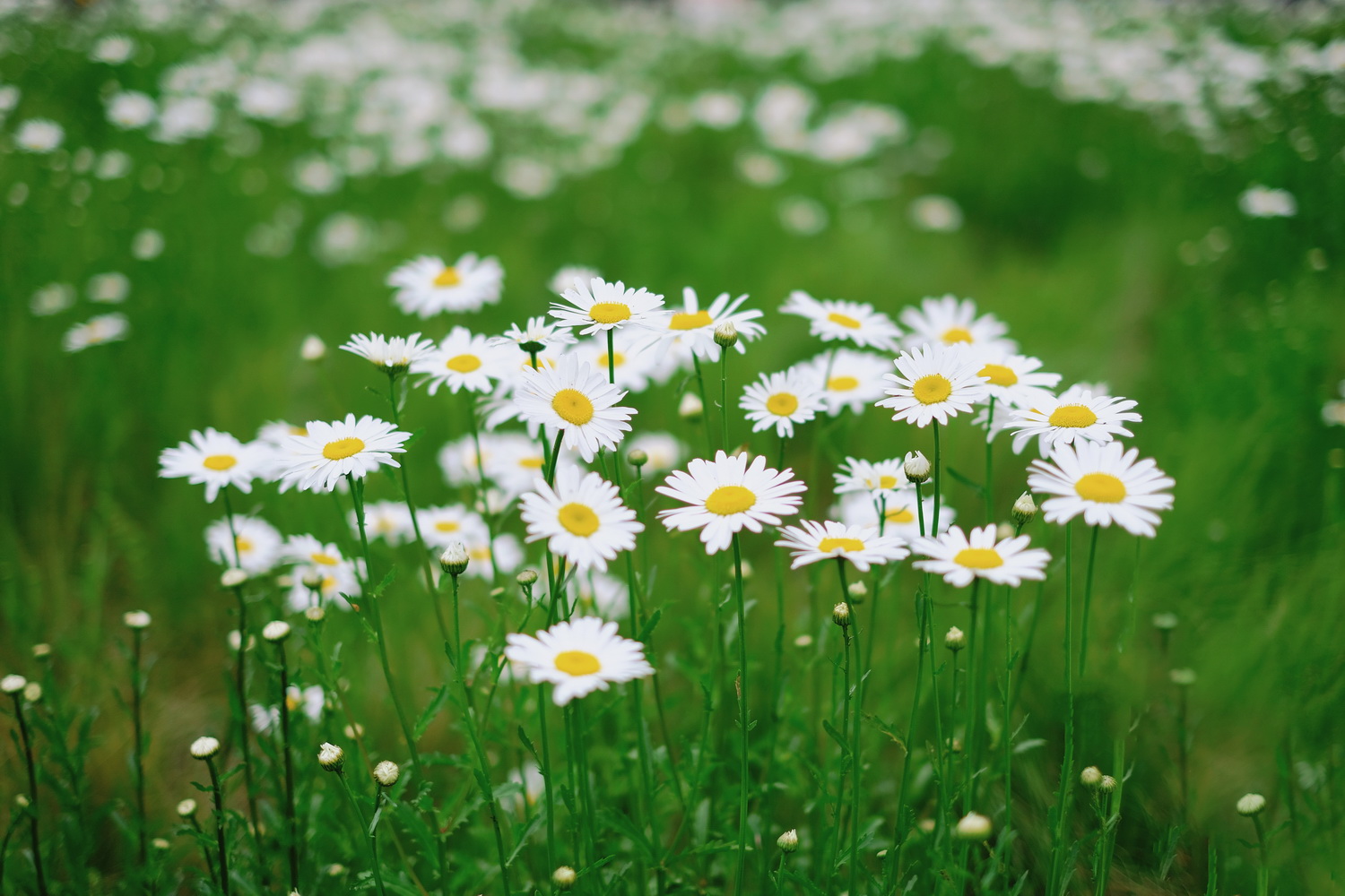 小白花 