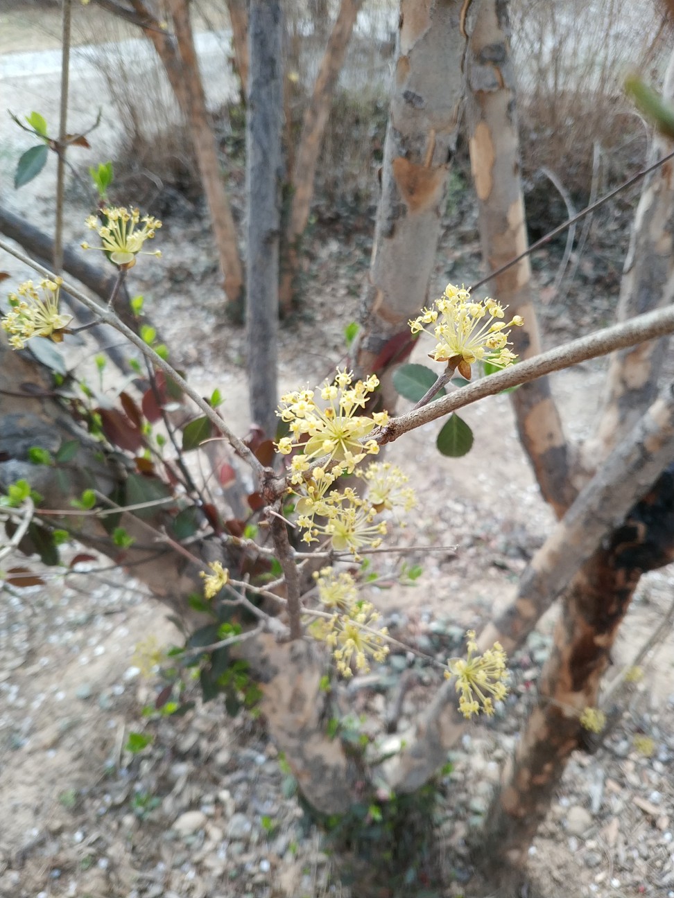 白花山桃