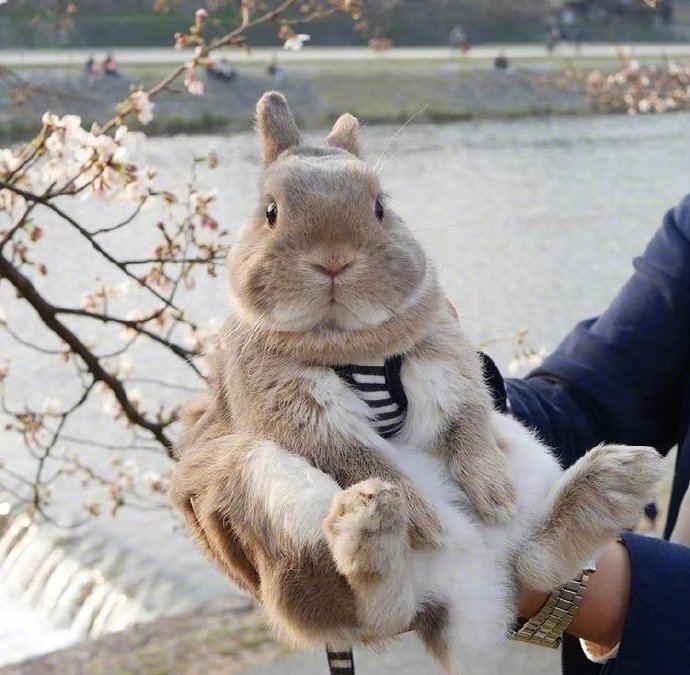 主人抱着兔子拍照,配上这样的背景美美哒!