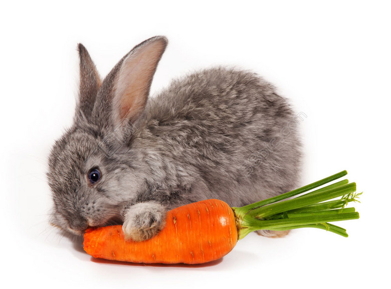 吃胡萝卜的灰兔图片