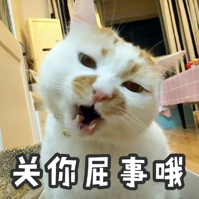 猫咪 超屌 不屑 表情包