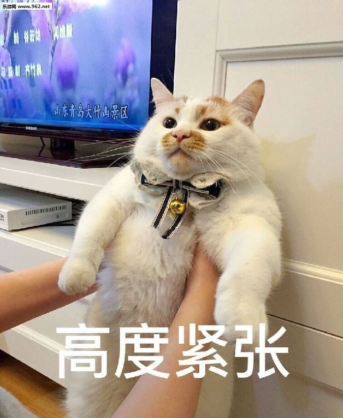 猫咪 紧张 楼楼 可爱 软妹 卖萌表情包