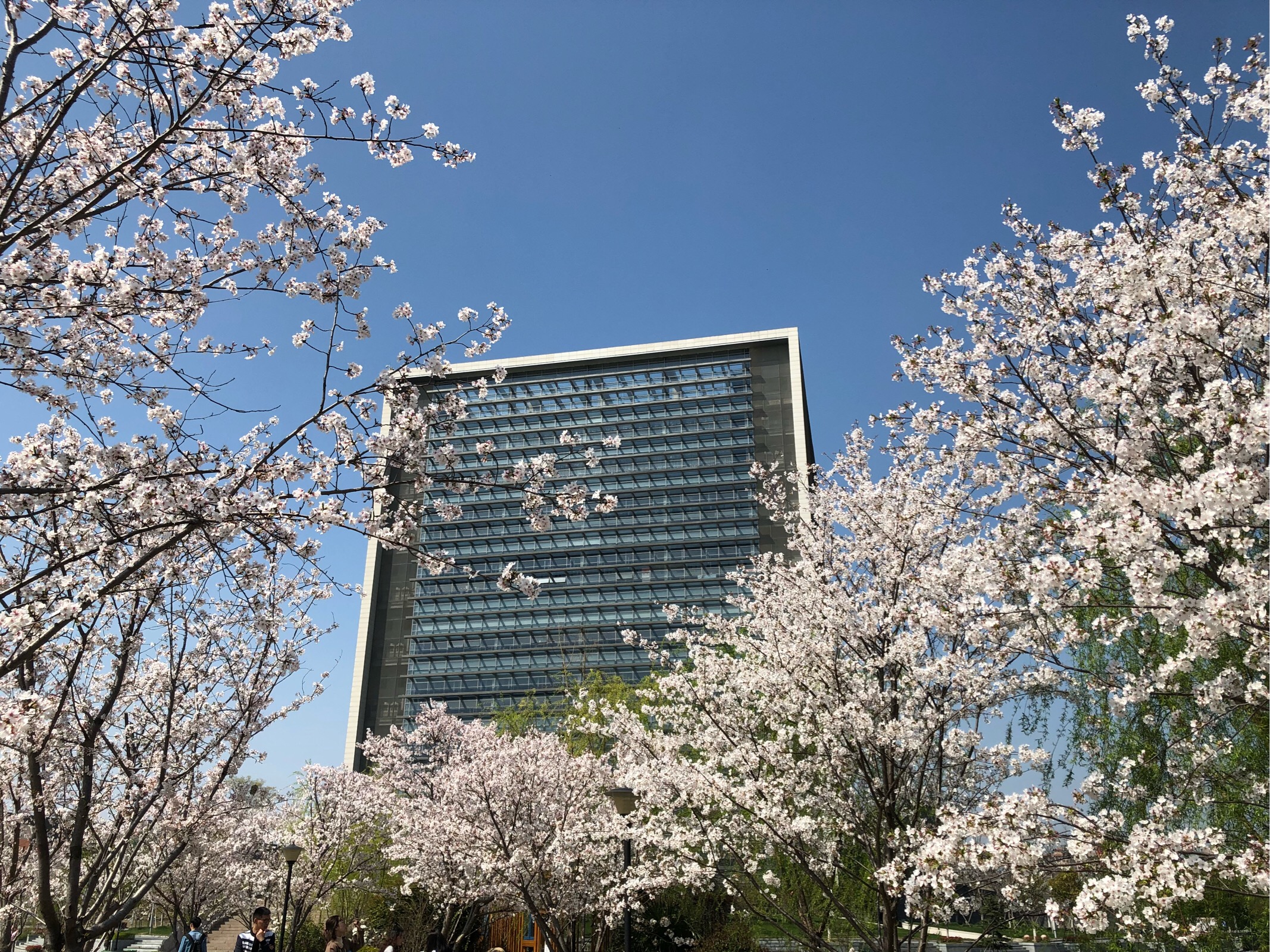 嘉兴 同济大学 樱花节