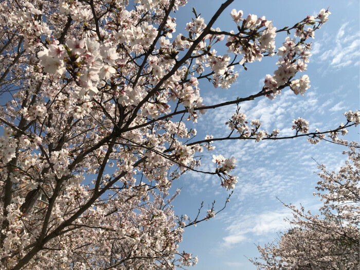 嘉兴 同济大学 樱花节