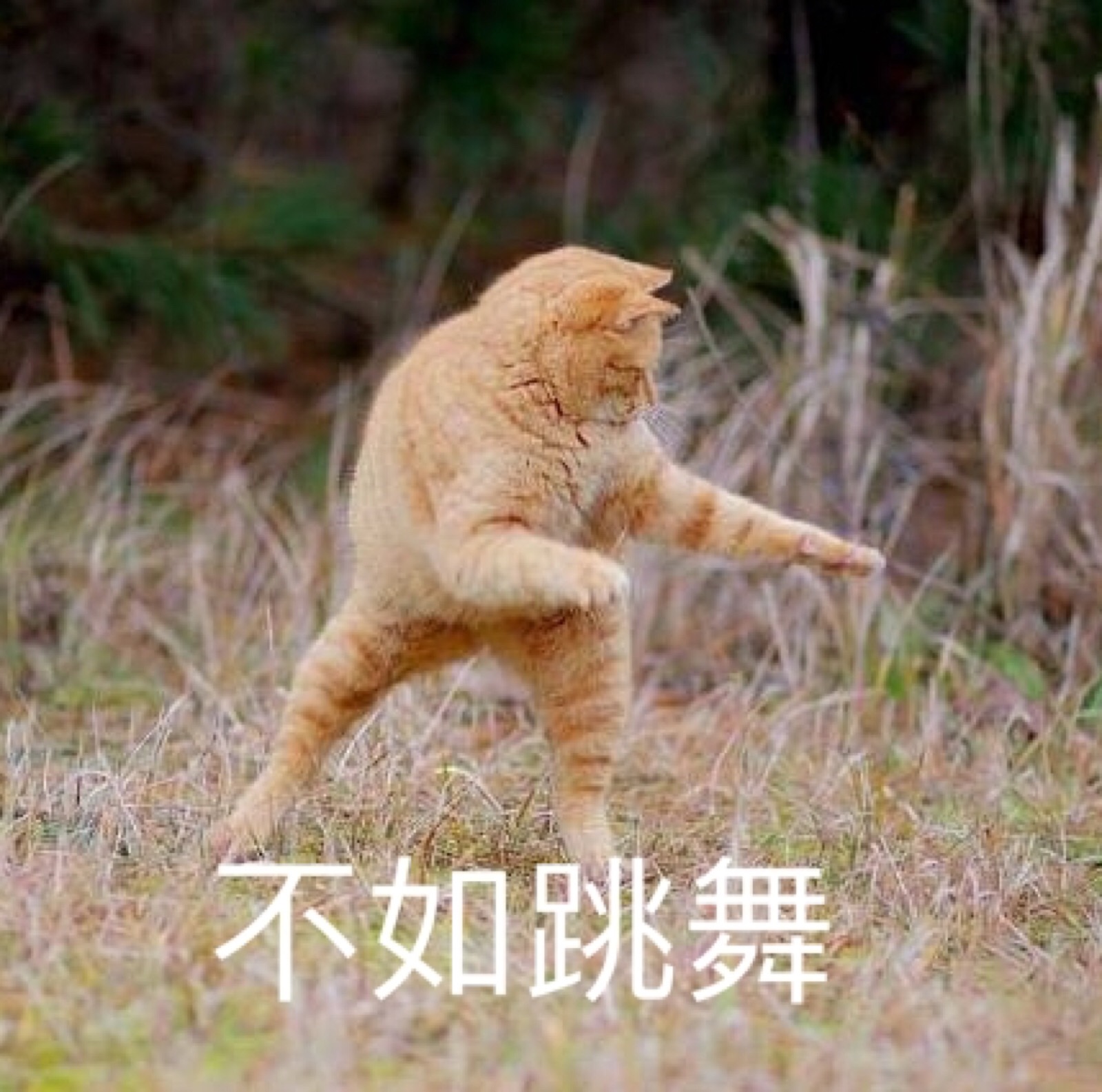 猫咪表情包不如跳舞