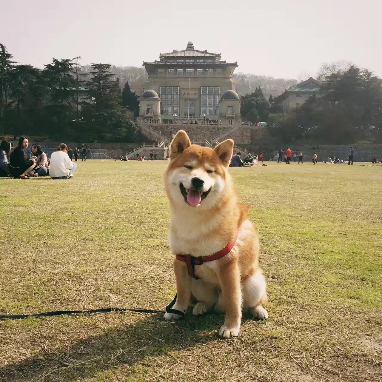 萌哒哒秋田犬