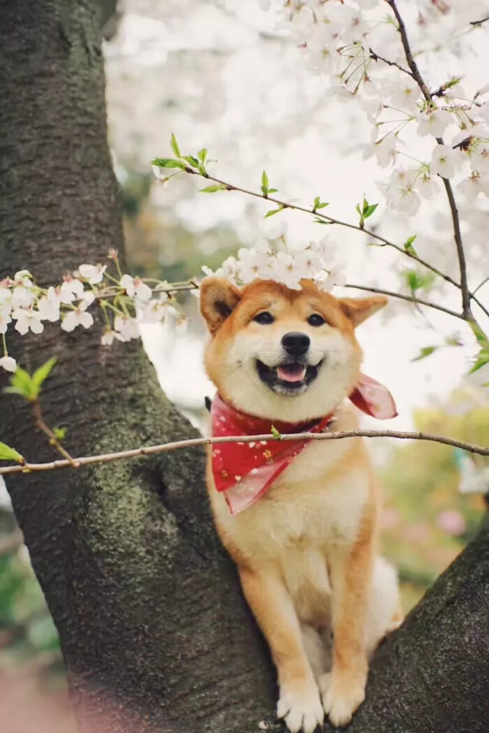 萌哒哒秋田犬