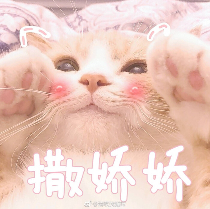 可爱猫表情包