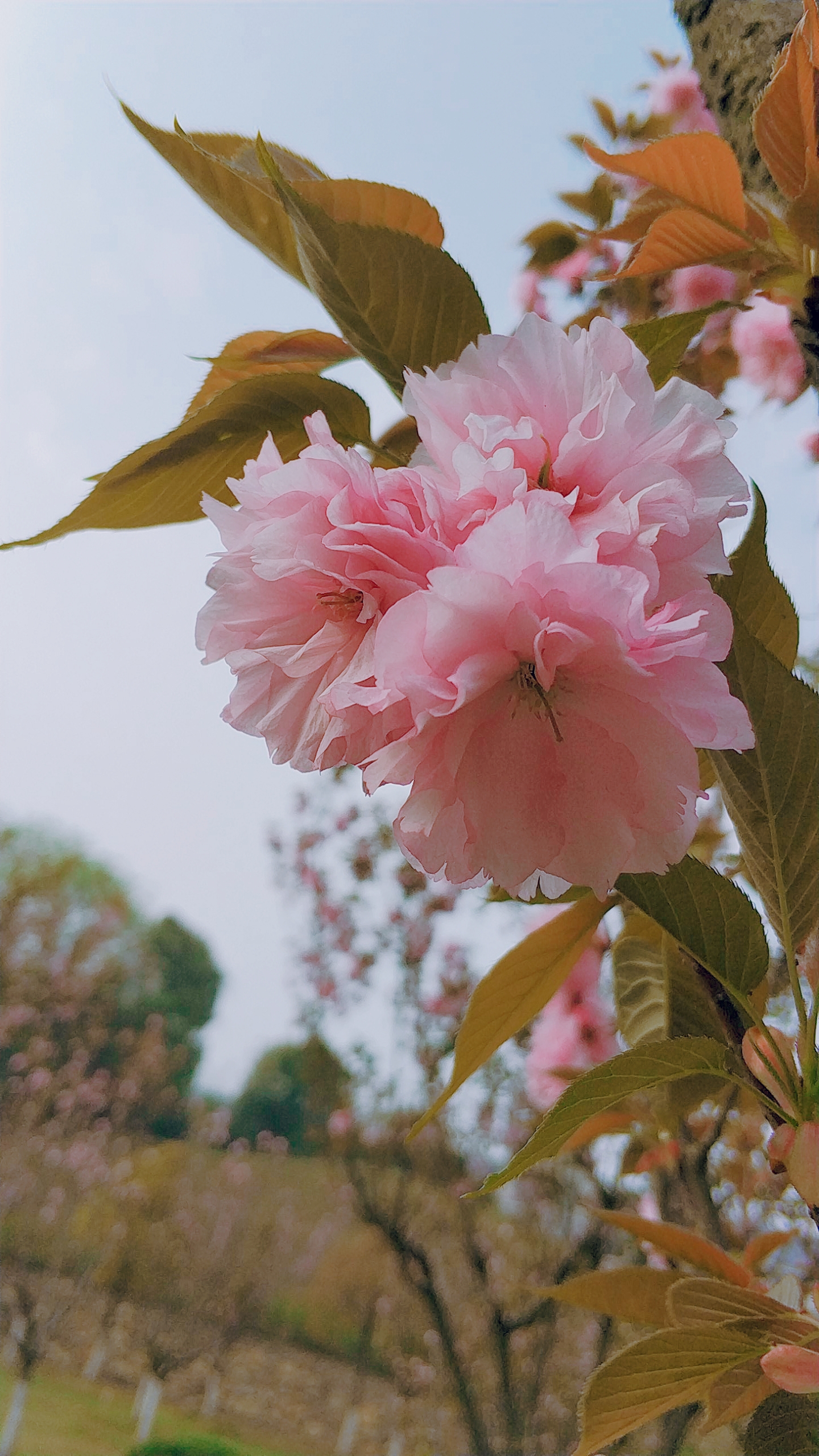 日本晚樱