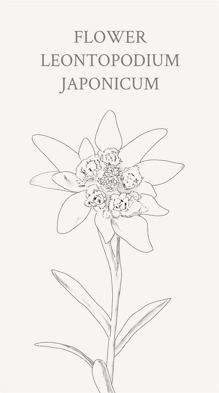 薄雪火绒草(学名:leontopodium japonicum)又称雪绒花,是菊科火绒草属