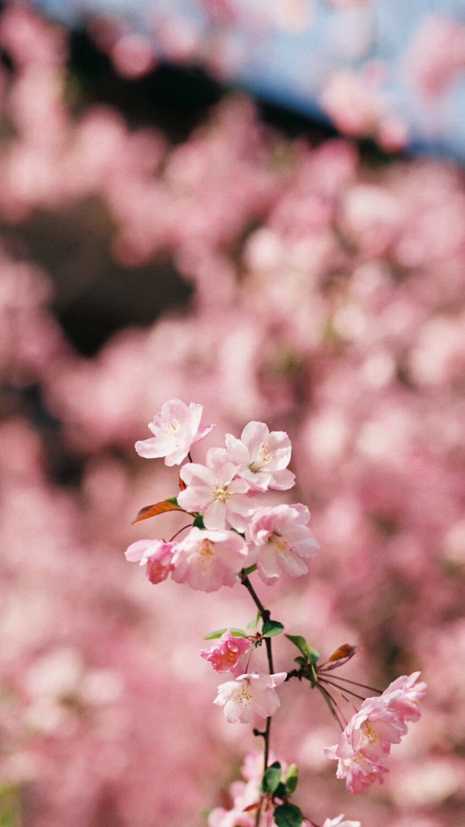 油菜花 樱花