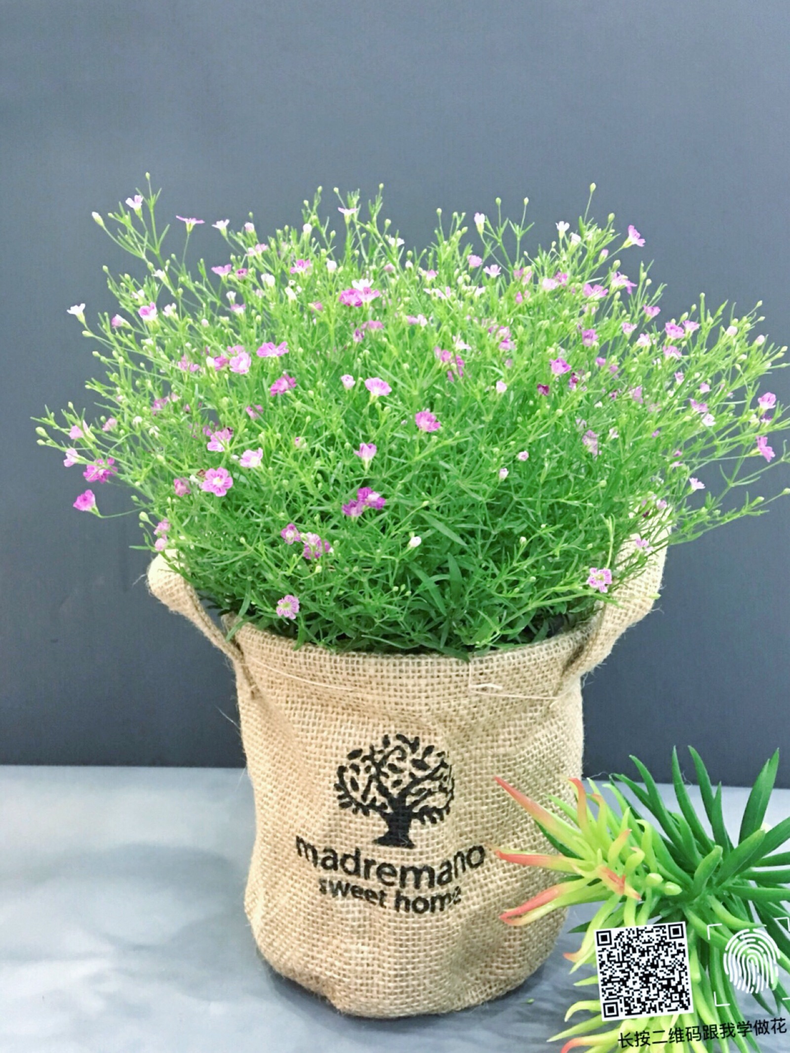 满天星gypsophila.原名:圆锥石头花.花期6-8月,果期8-9月.