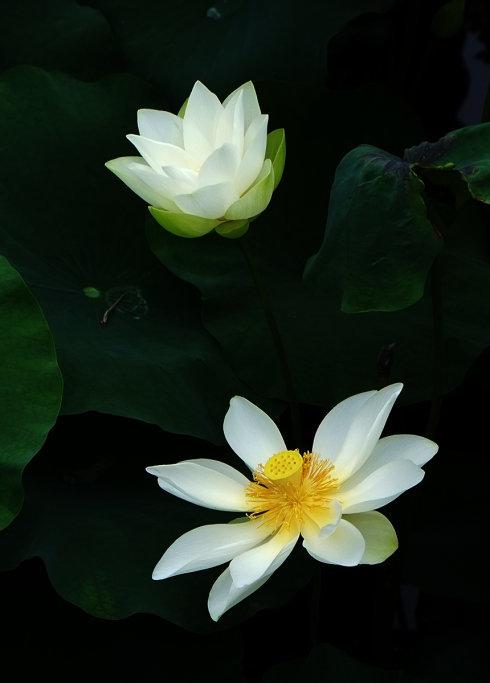 禅意,古风,意境,静