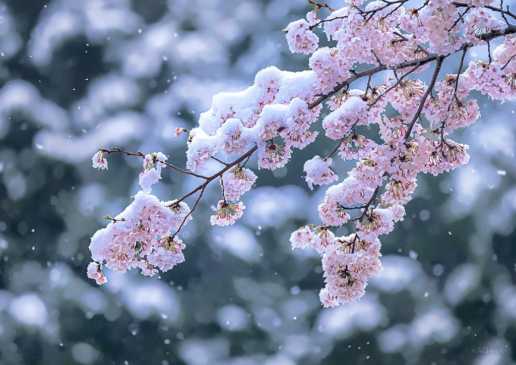 日本大师级摄影师kagaya镜头下的夜色和樱花,美的宛如二次元世界