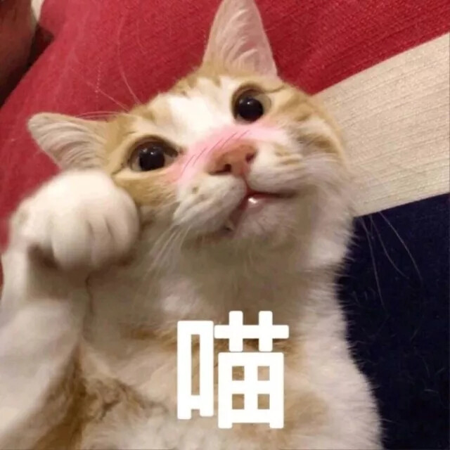 猫咪表情包
