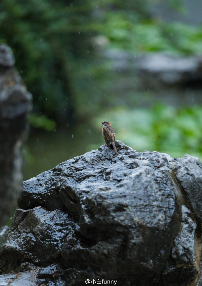 雨鸟