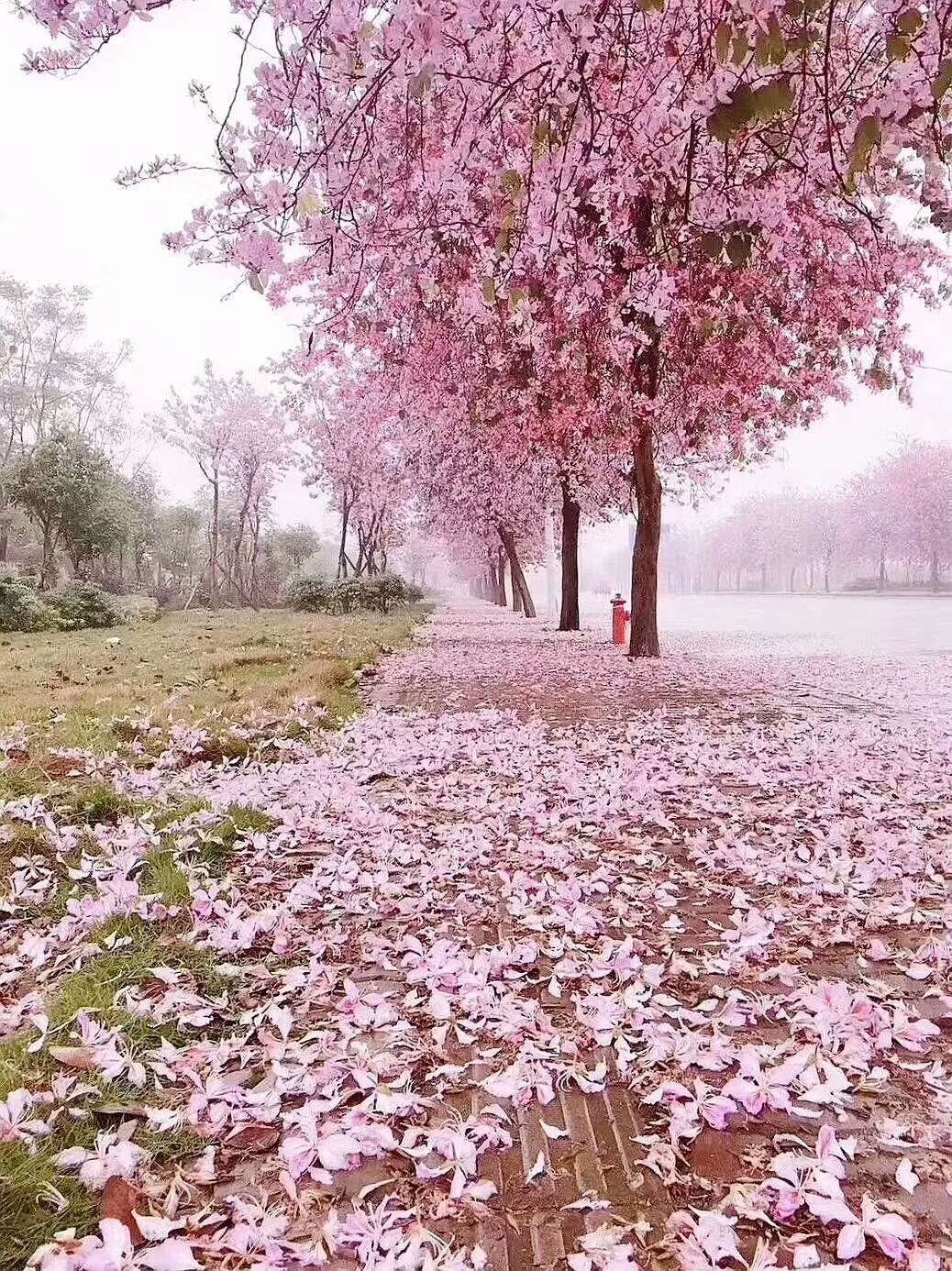 为你花开满城