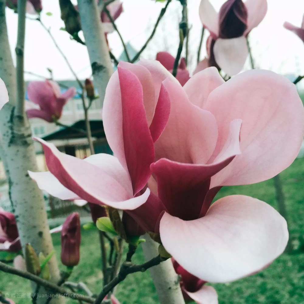 玉兰的花语是冰清玉洁,象征着高洁,芬芳,纯洁.