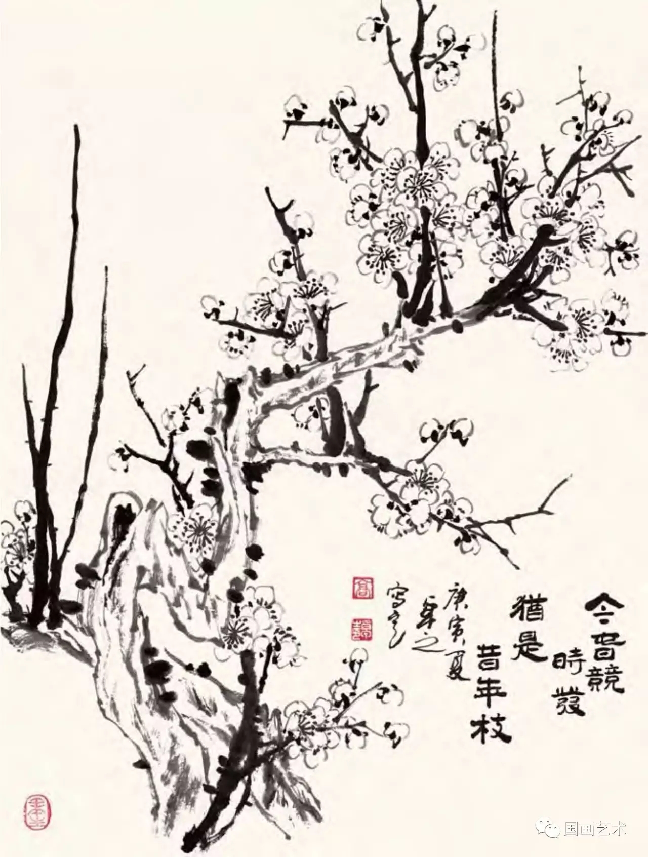 白梅花 