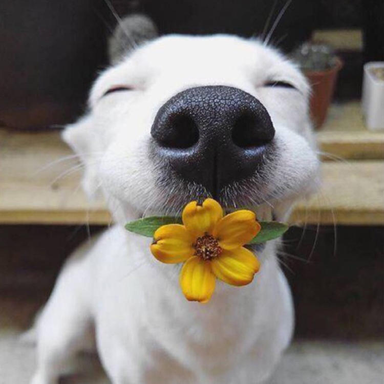 微笑的白色狗狗与花