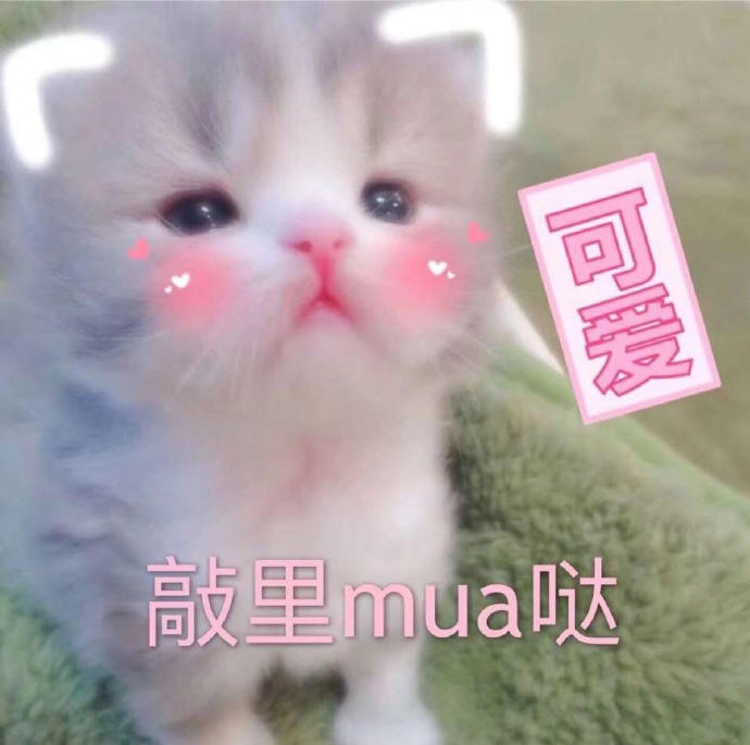 【杦桎】#萌物#可爱猫咪表情包