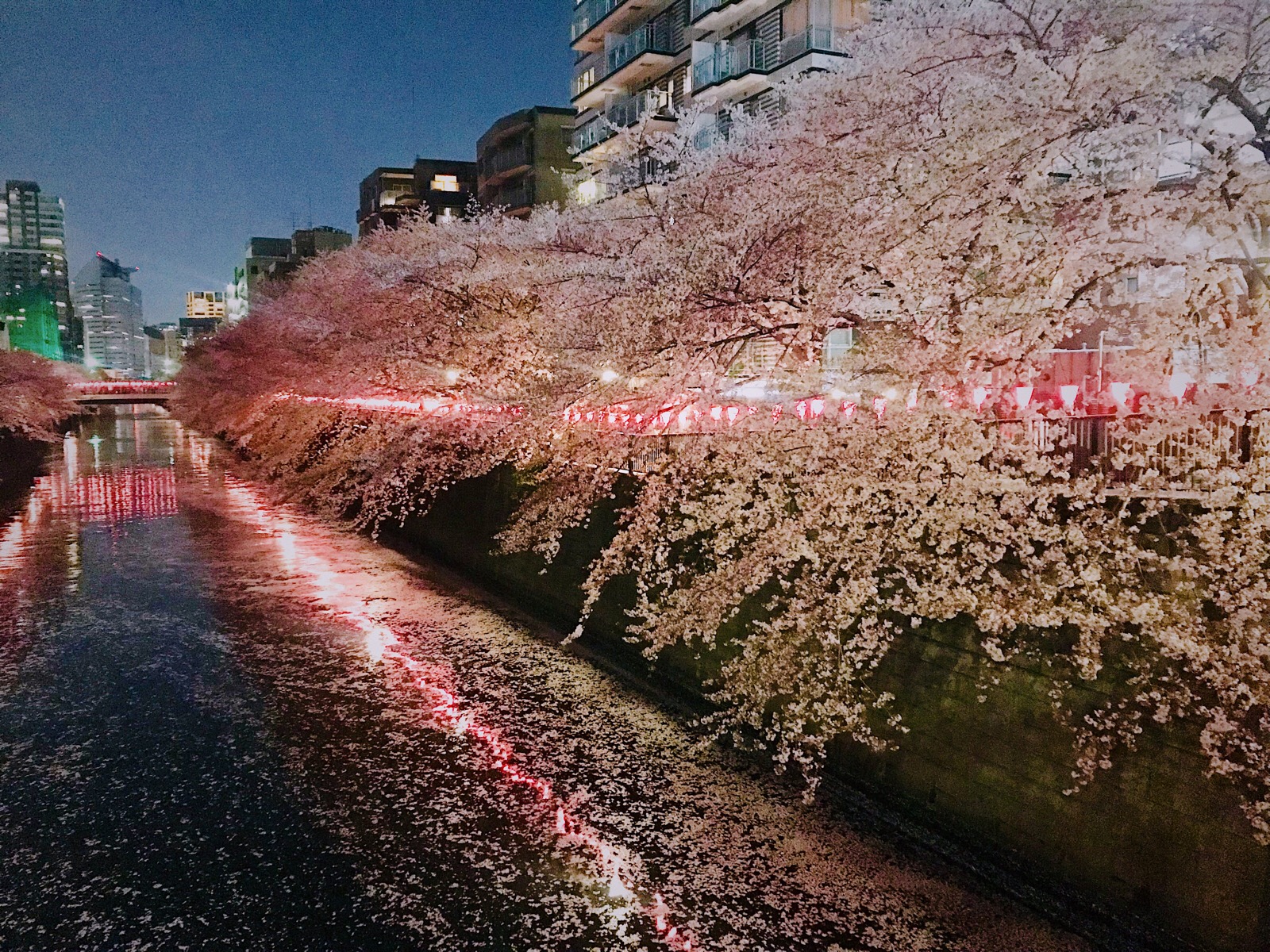 目黑川·樱花