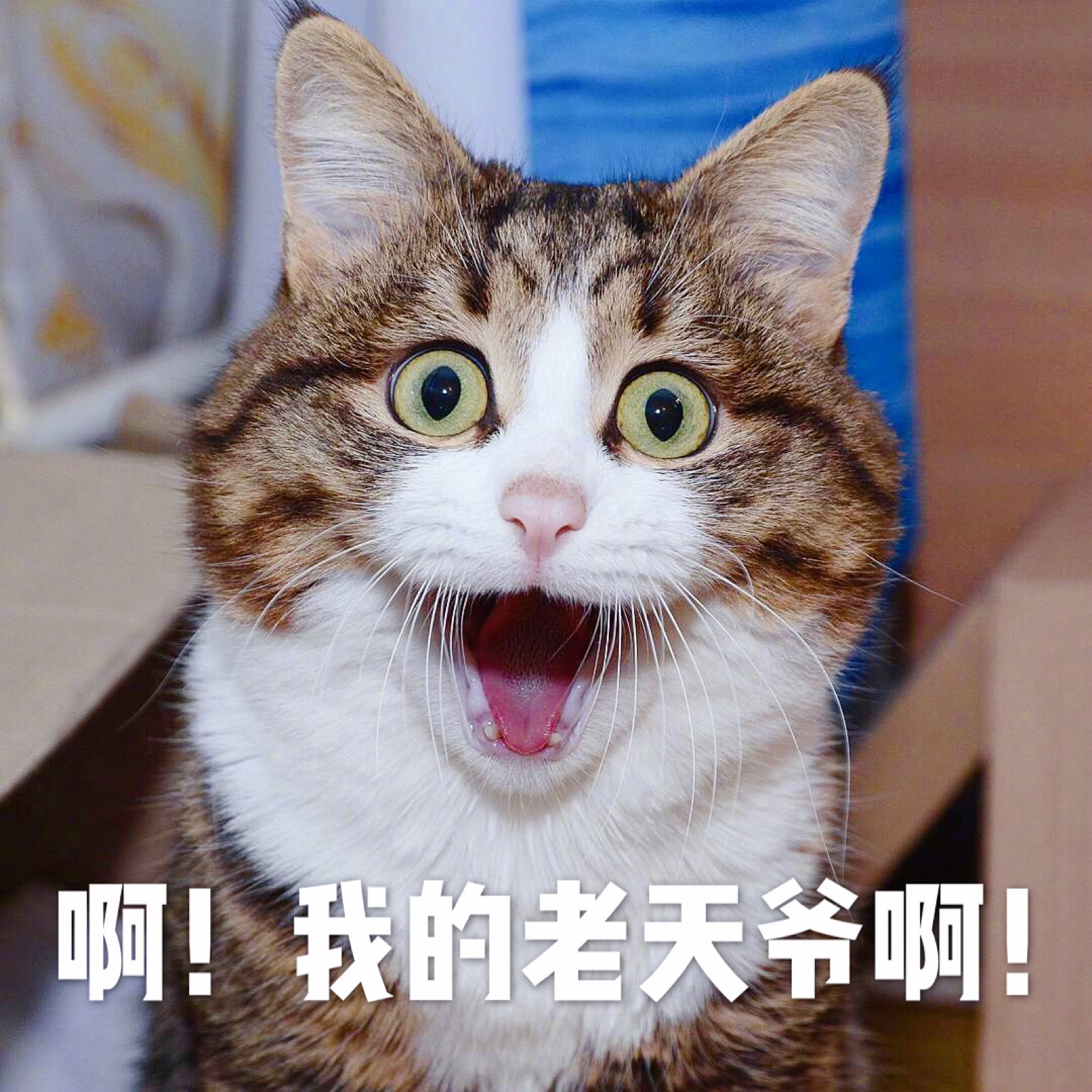 猫咪表情包 "啊!我的老天爷啊!"