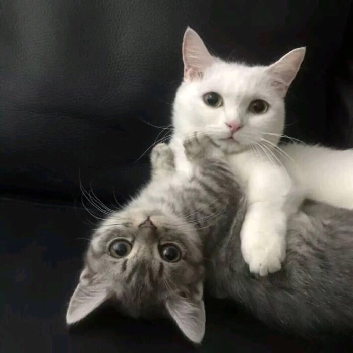 情侣头像 两只猫咪/黑白系
