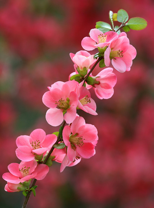 素锦.ps.封面.底图.素材.场景.花卉.花朵.叶子.唯美.景物.静物.风景.