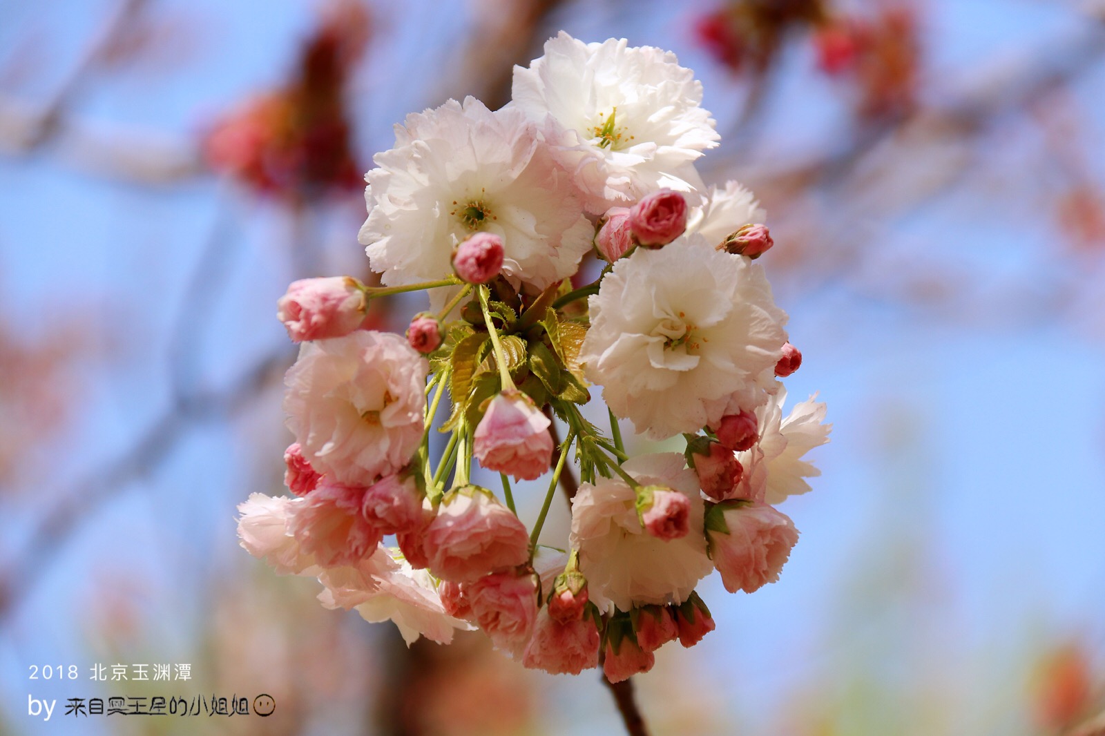 春花开… 香满园!最美人间四月天