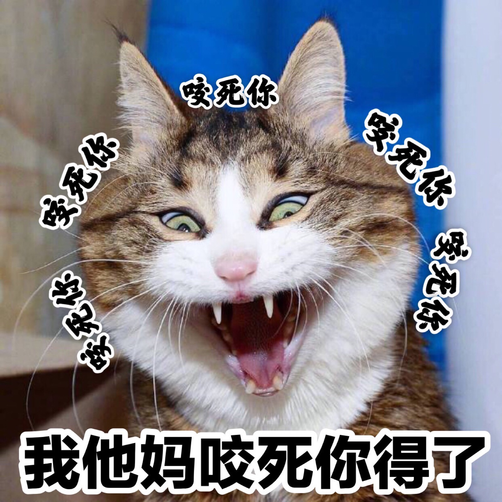 表情包【动物表情包】【咬死你咬死你】【生气】