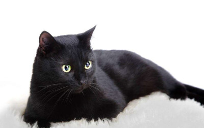 收集   点赞  评论  黑猫 1 3 高冷黑猫  发布到  黑猫 图片评论 0