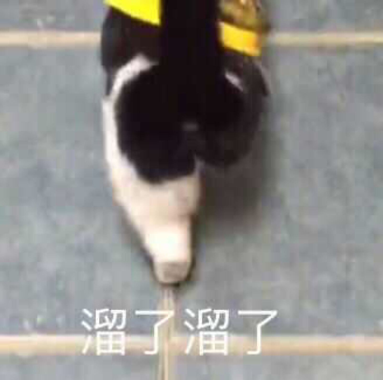 表情吧早上好#熊本熊 猫咪表情包 溜了溜了 给你一朵狗狗 看不下去