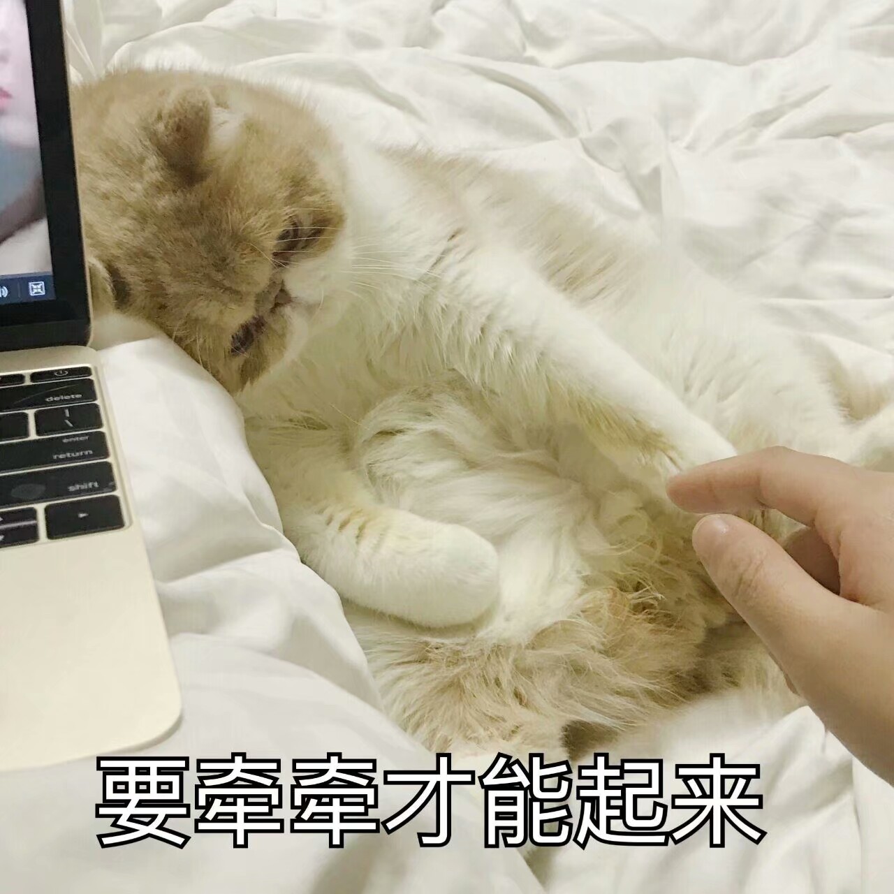 猫表情包可爱