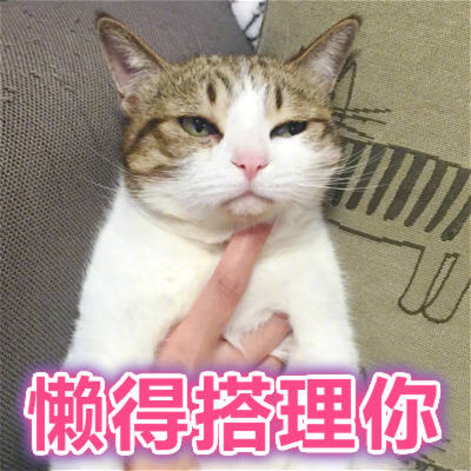 猫 表情包 懒得搭理你