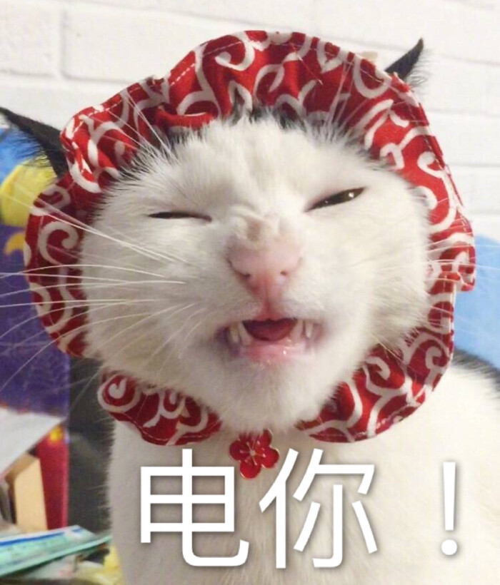 猫表情包 电你!