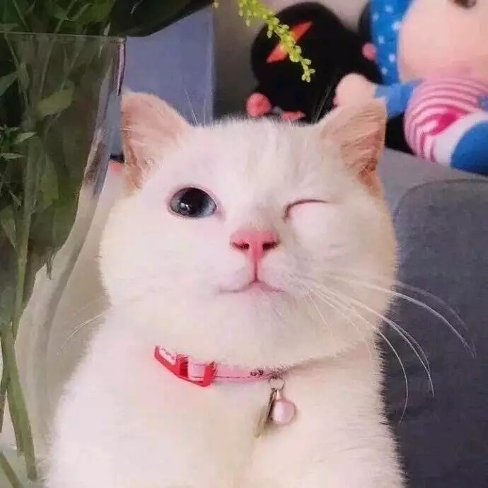猫 情侣头像