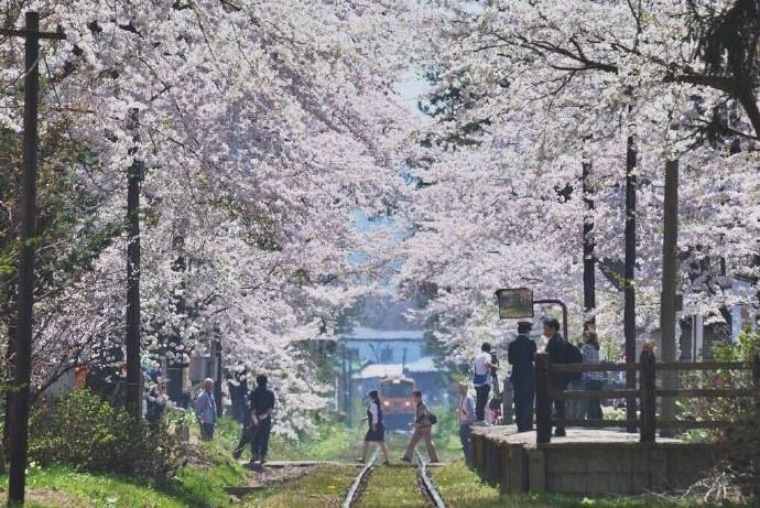 盈暖春期,又是樱花烂漫时.