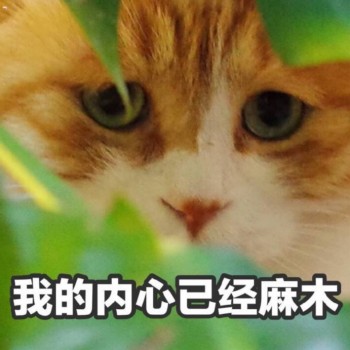 猫表情包