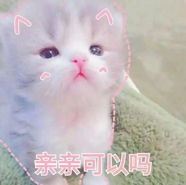 猫咪 卖萌 小奶猫 软妹 要亲亲 可爱 表情包