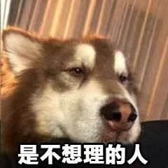 阿拉斯加 狗狗 嫌弃 冷漠 表情包