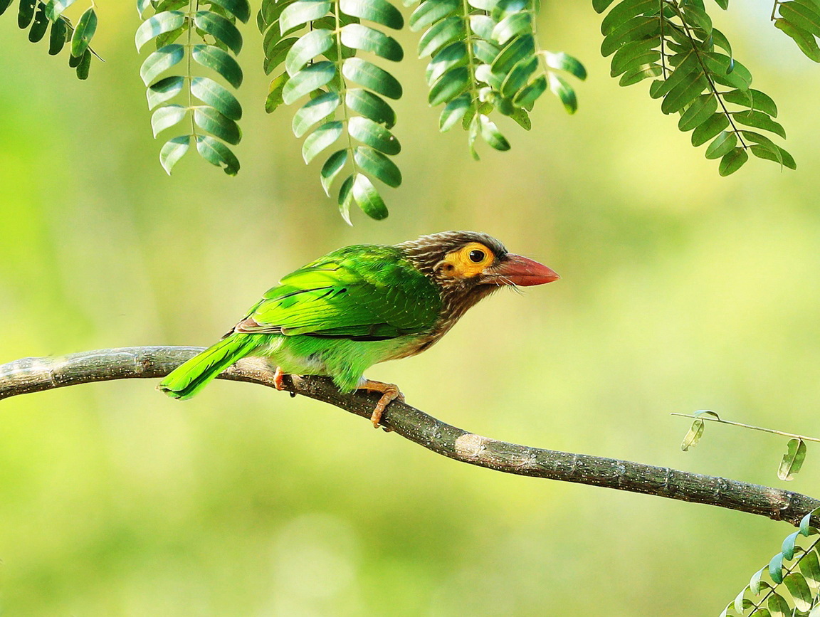 绿拟啄木鸟