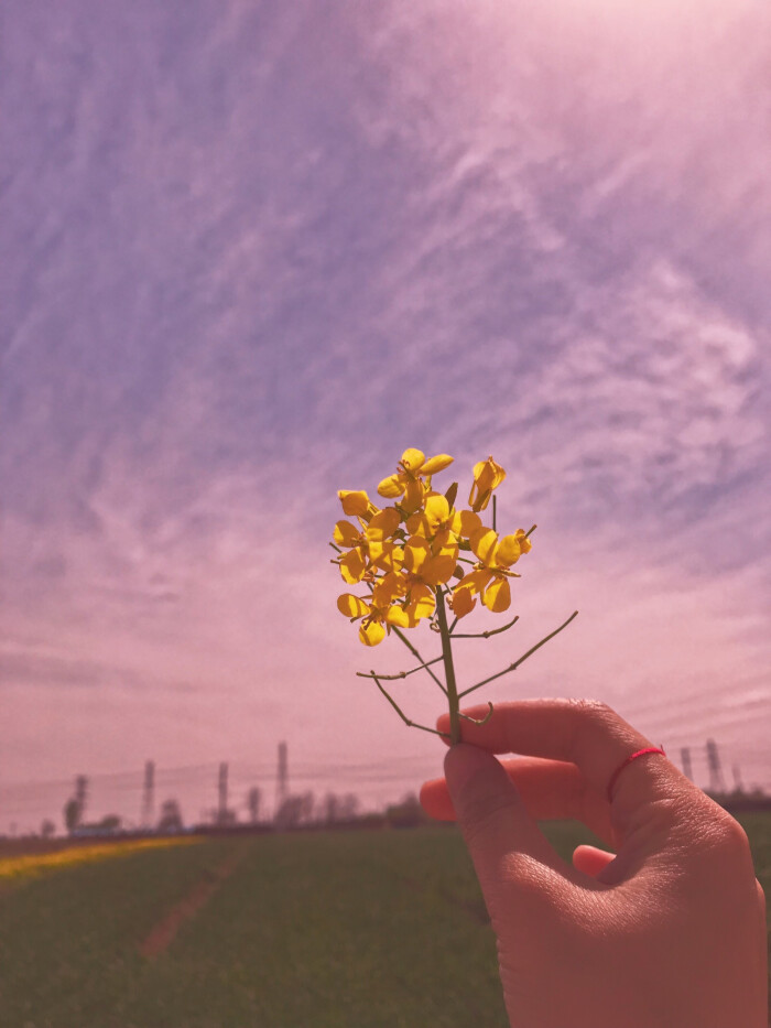 油菜花,意境满满