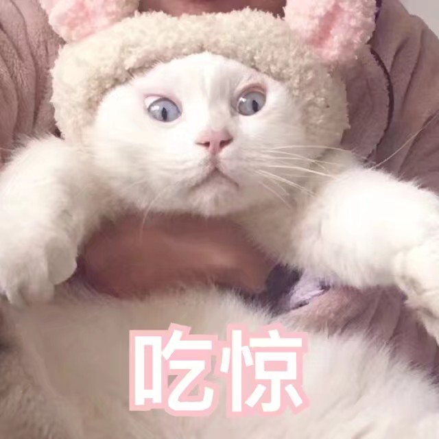表情包可爱猫咪