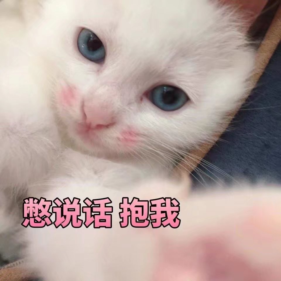 猫咪表情包