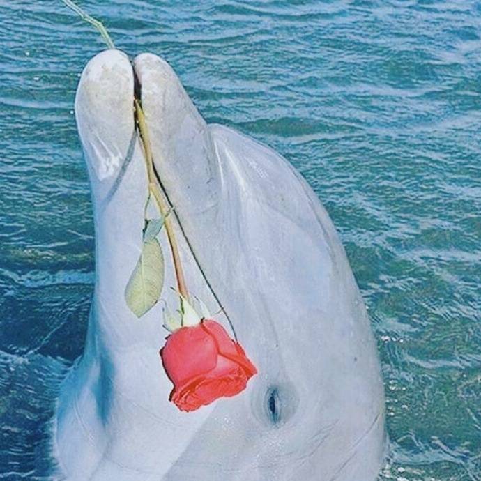 头像,海豚,玫瑰