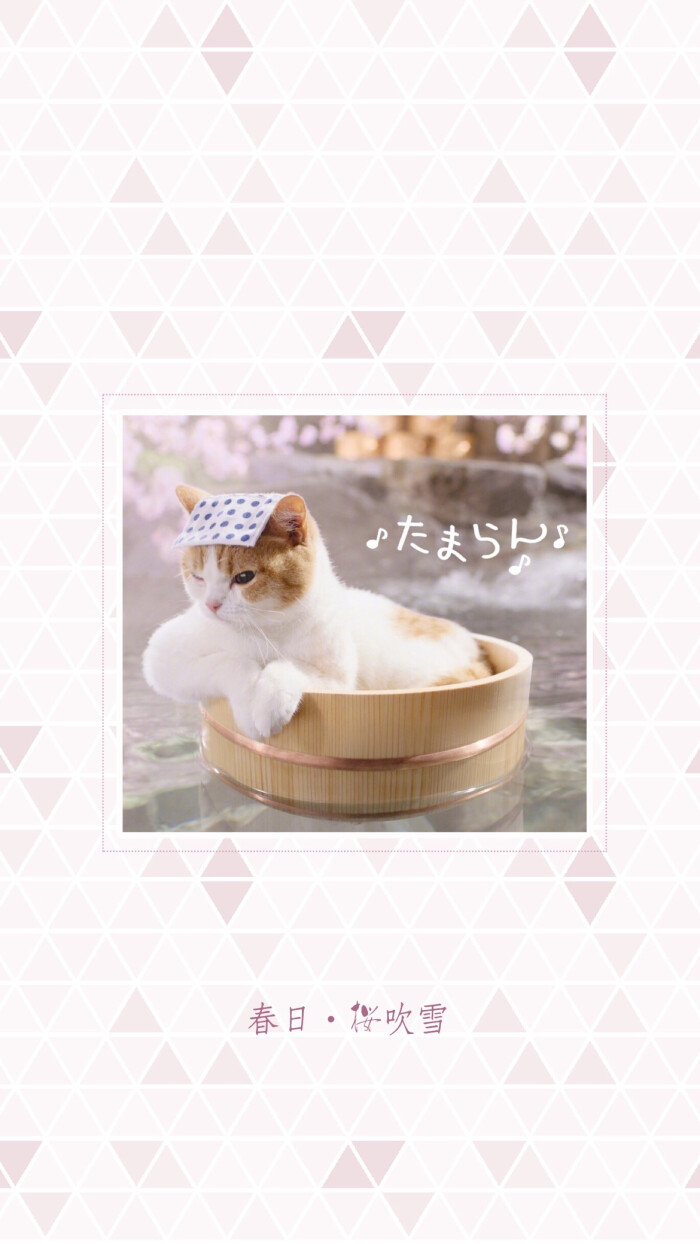 猫猫 春天 樱花 日系 壁纸 可爱